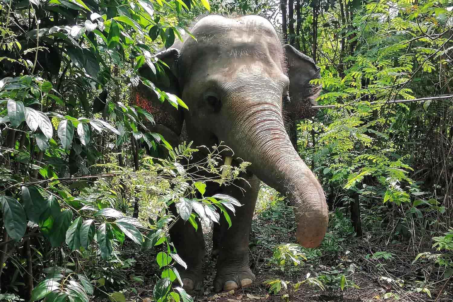 Cambodia Wildlife Sanctuary - <br>Weekly Volunteer