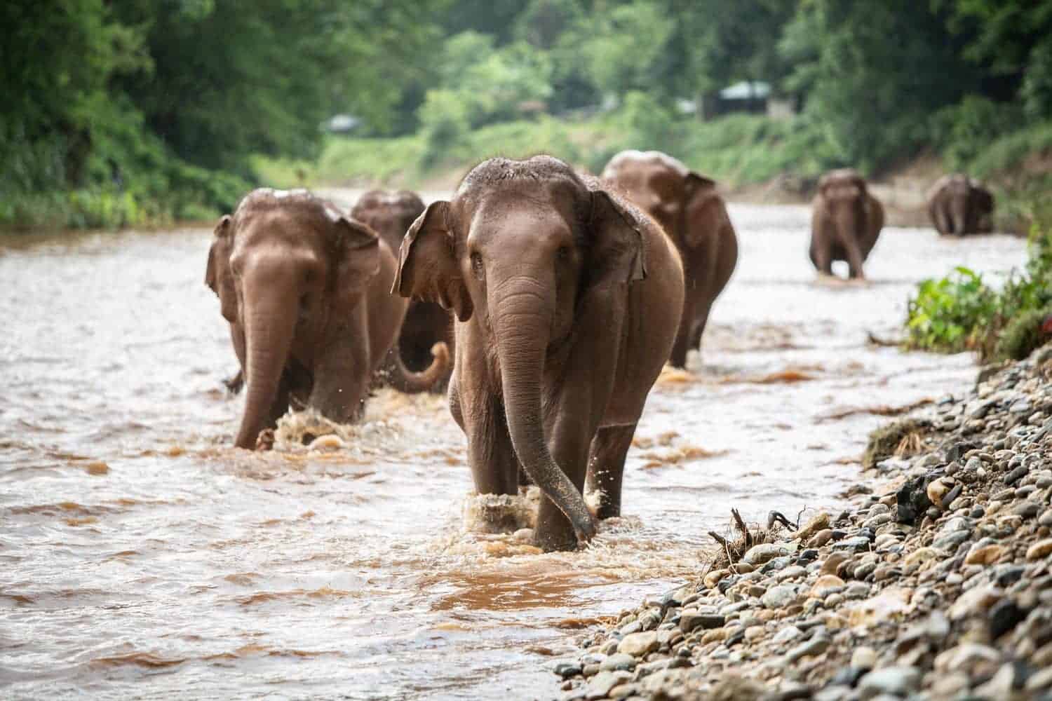 Half Day Afternoon Visit to<br> Elephant Nature Park