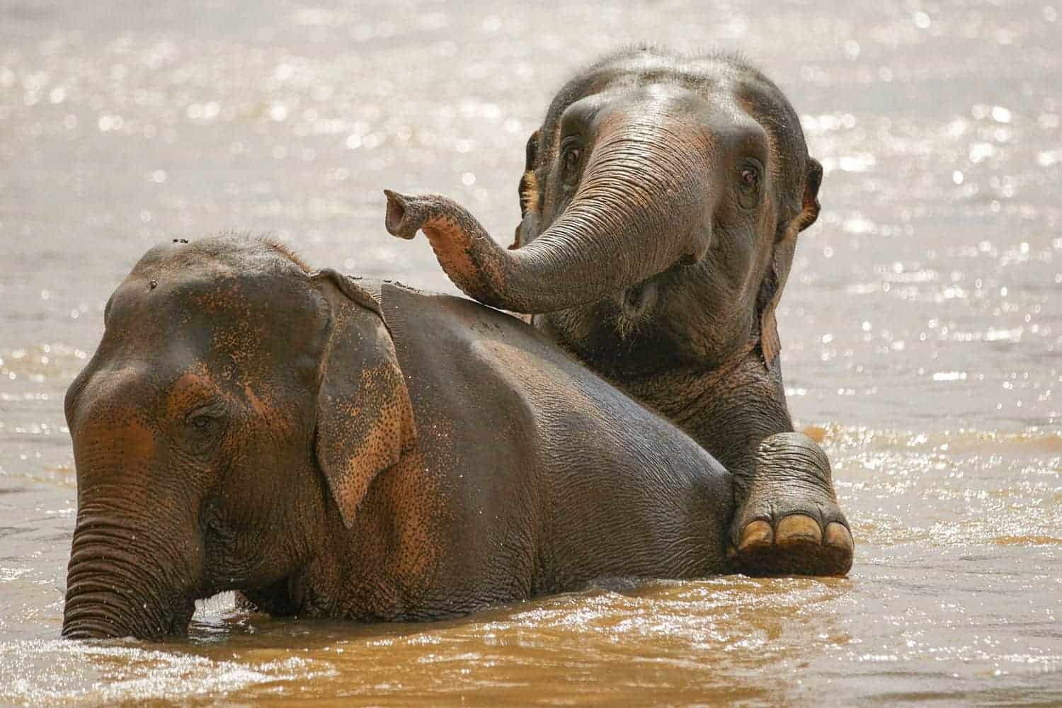 Walking with Elephants