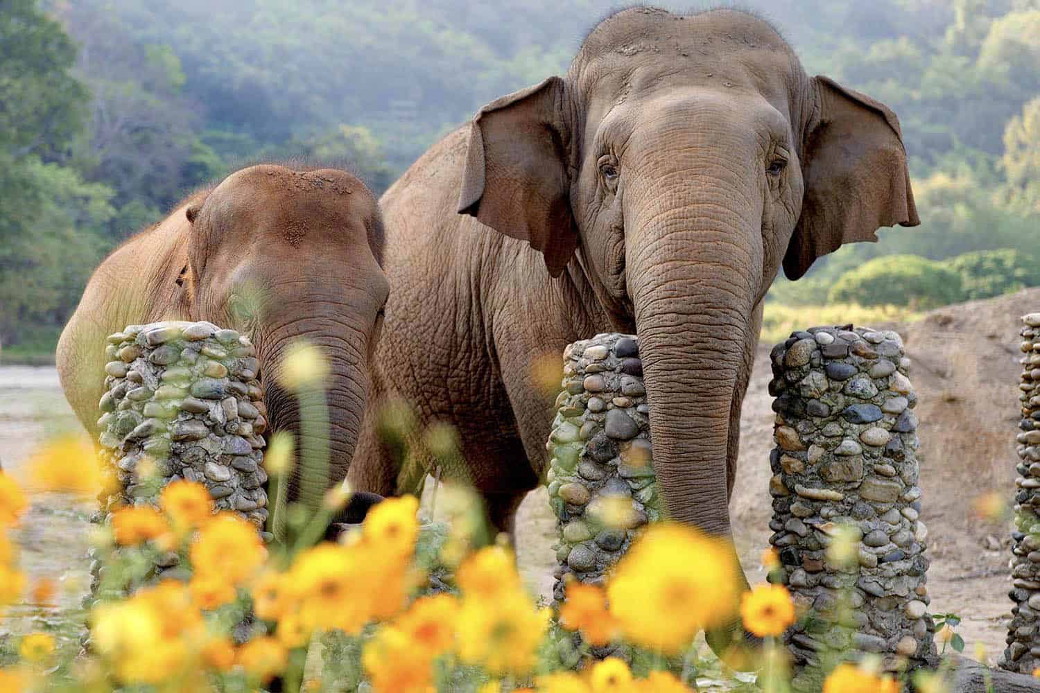 Faa Mai’s Morning Rituals