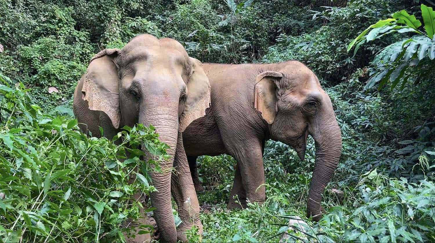 Lanna and Sao Yai Enjoy Wandering in the Forest