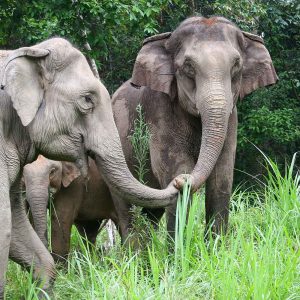 Asian Elephant Projects Journey to Freedom Half Week Elephant Conservation Program