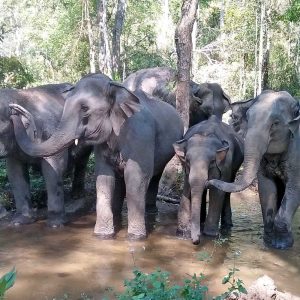 Asian Elephant Projects Journey to Freedom One Week Elephant Conservation Program