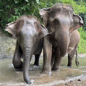 Karen Elephant Serenity - Asian Elephant Projects