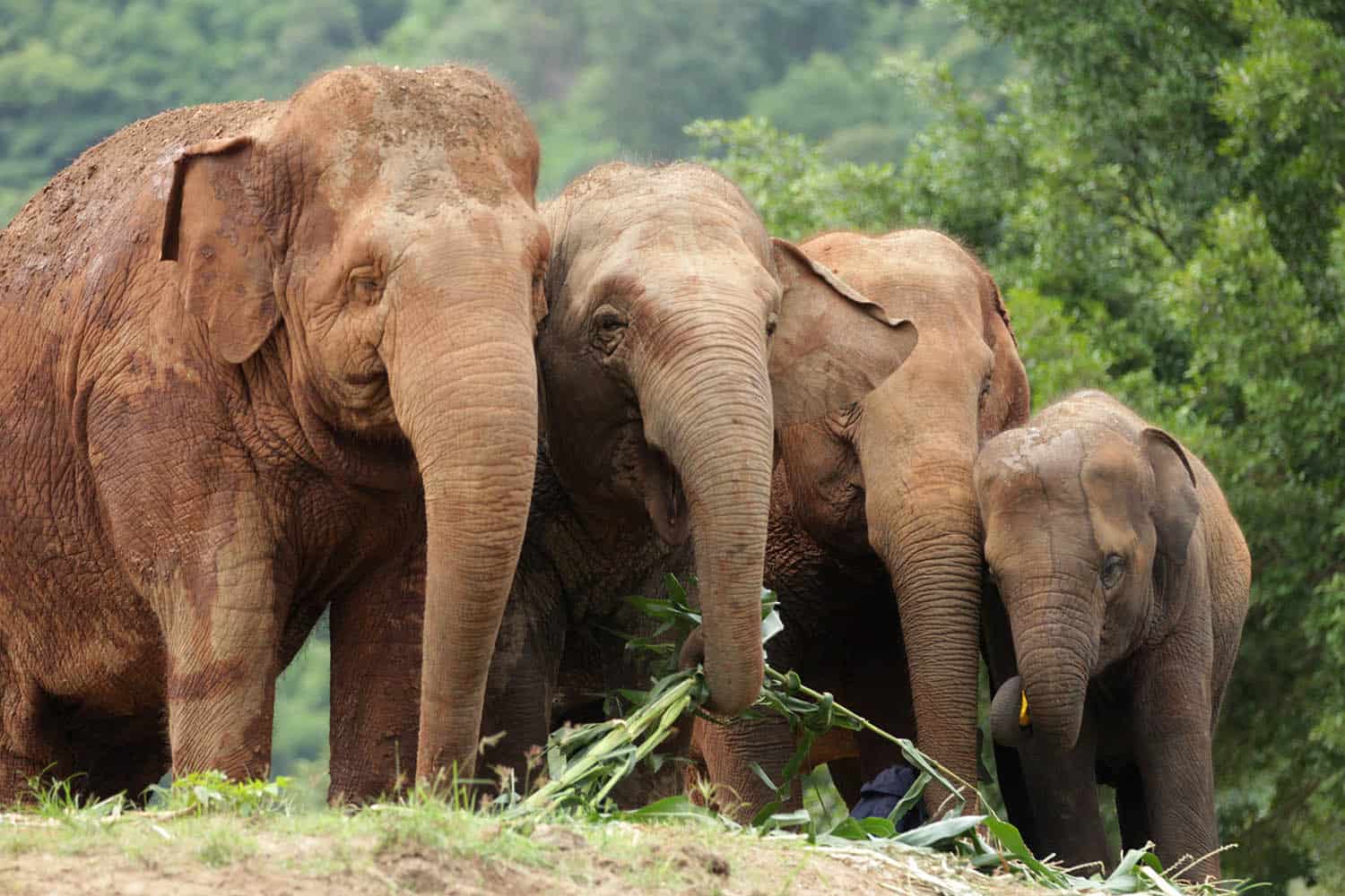 Celebrating Thai Elephant Day at Elephant Nature Park
