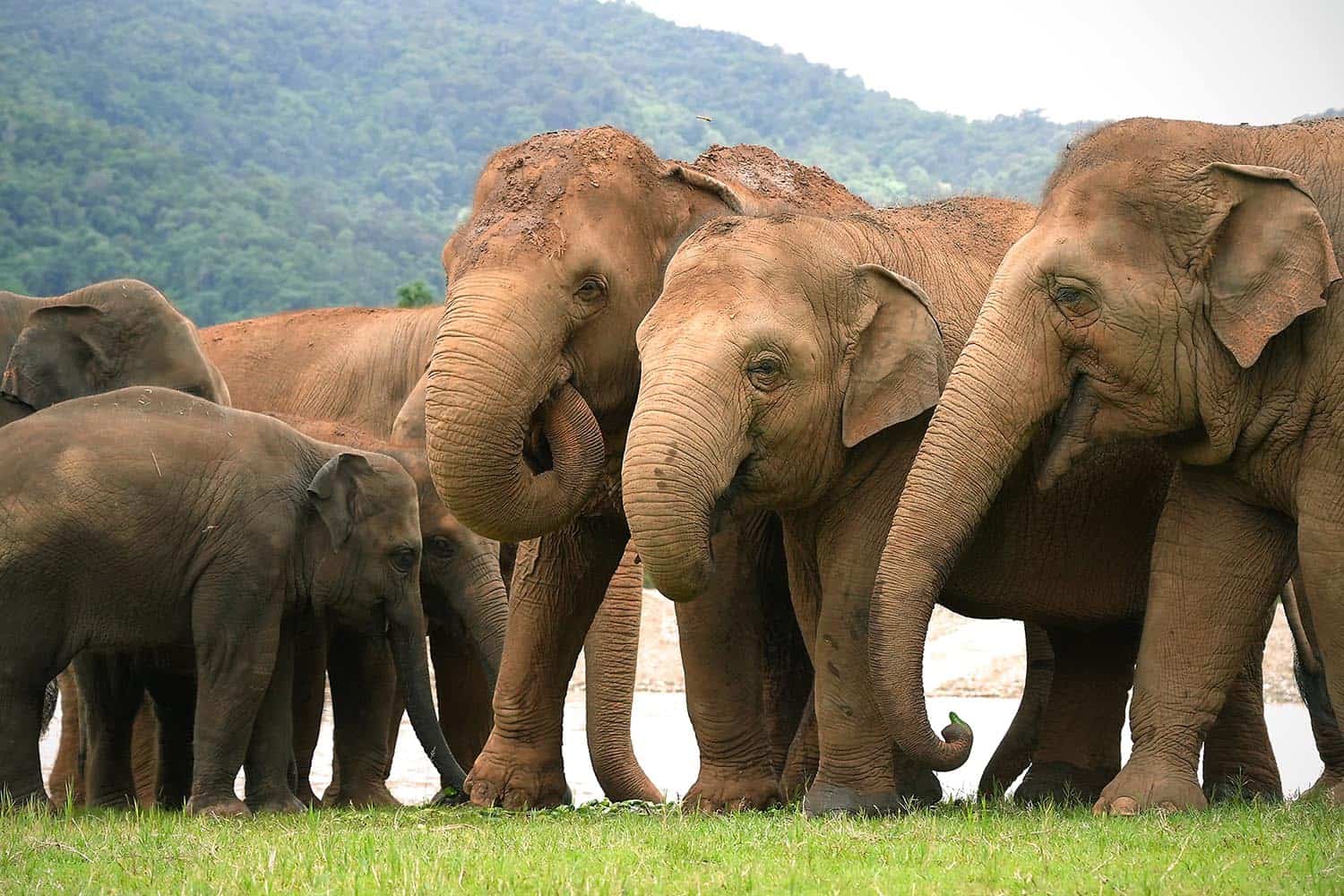 Thong Ae – The Heart of the Herd