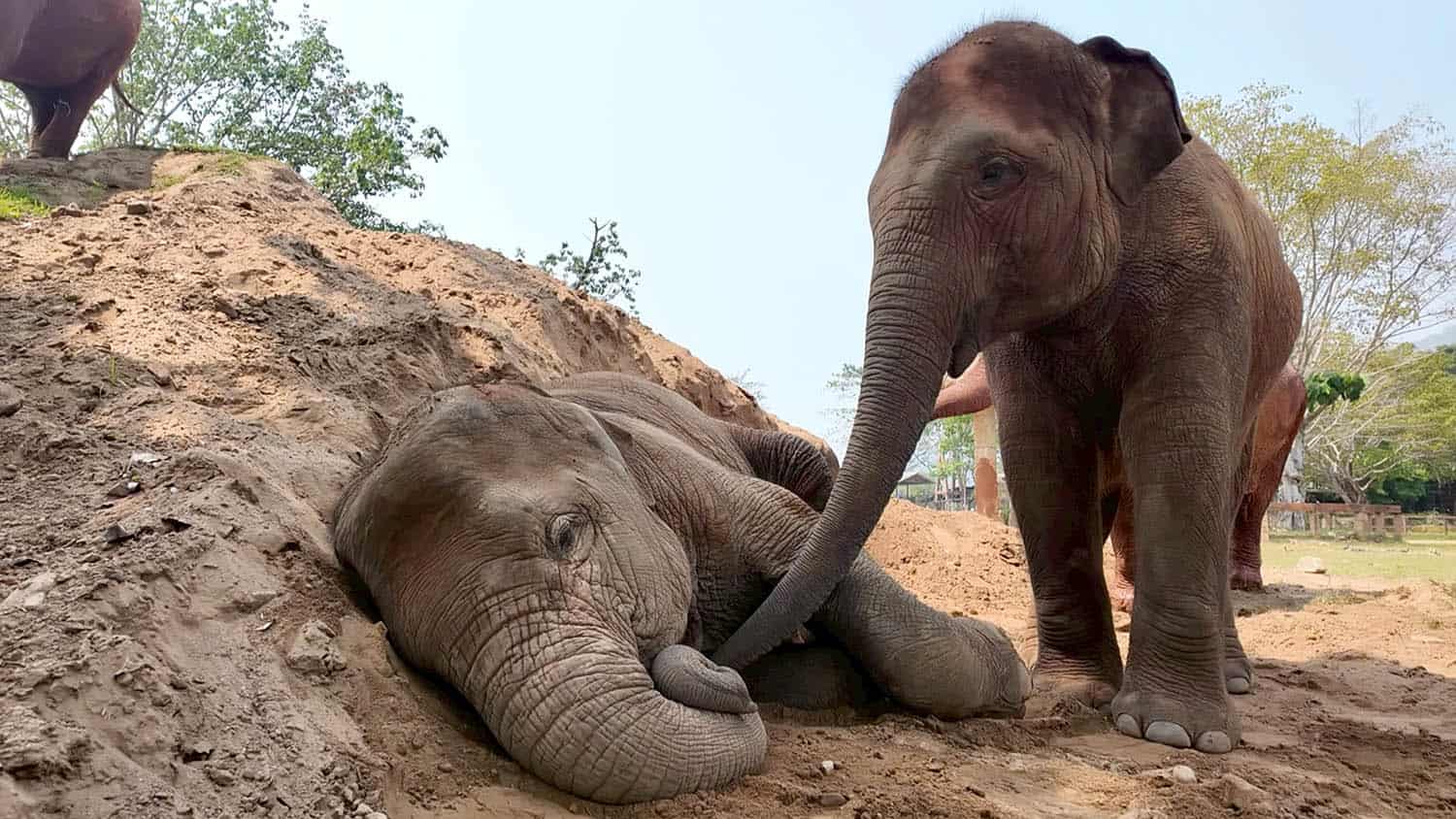 Elephant Sleep: A Sign of Trust