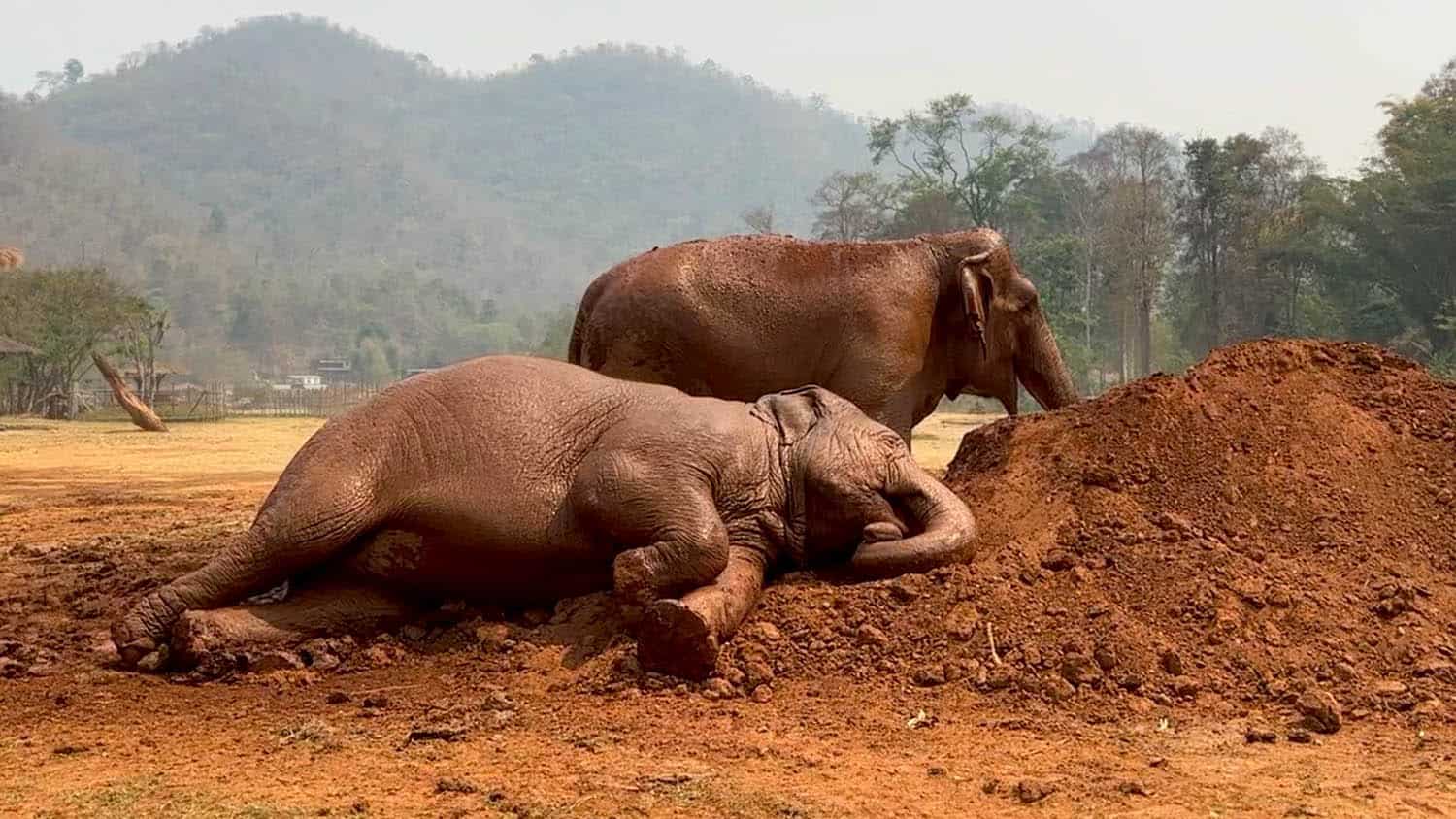 Elephant Sleep - A Sign of Trust