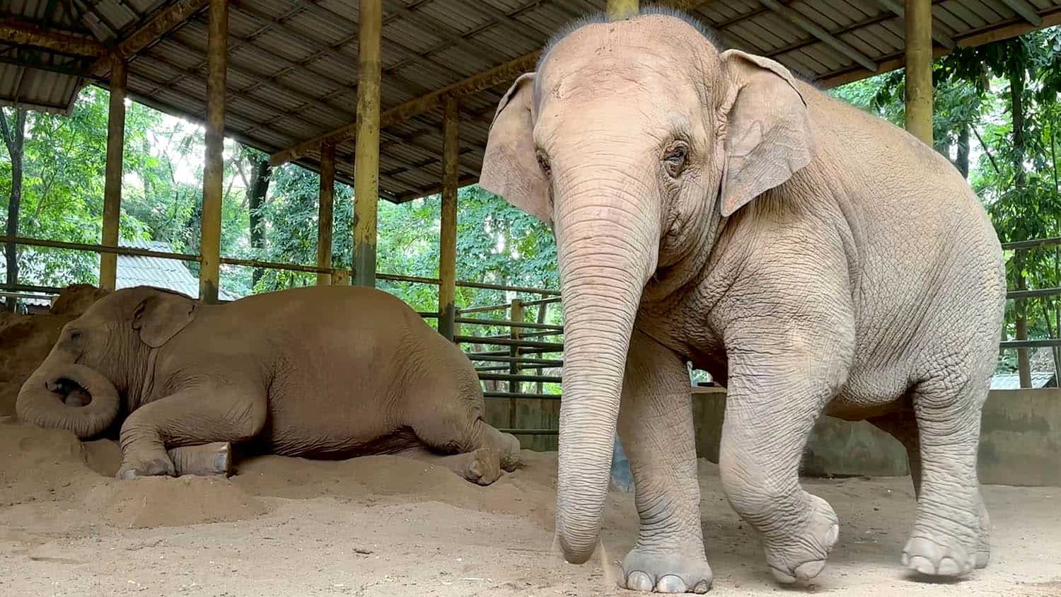 Elephant Sleep - A Sign of Trust