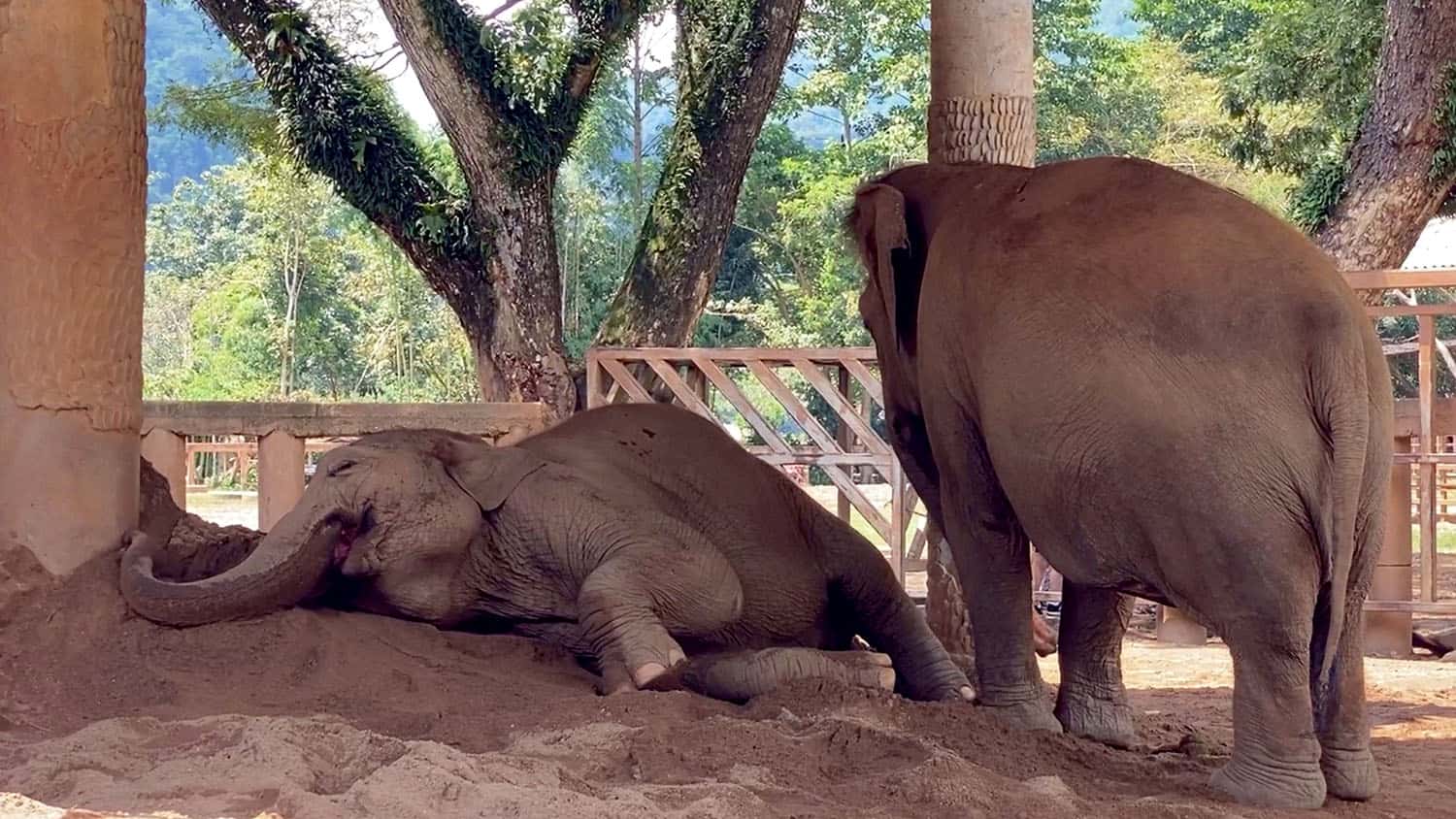 Elephant Sleep - A Sign of Trust