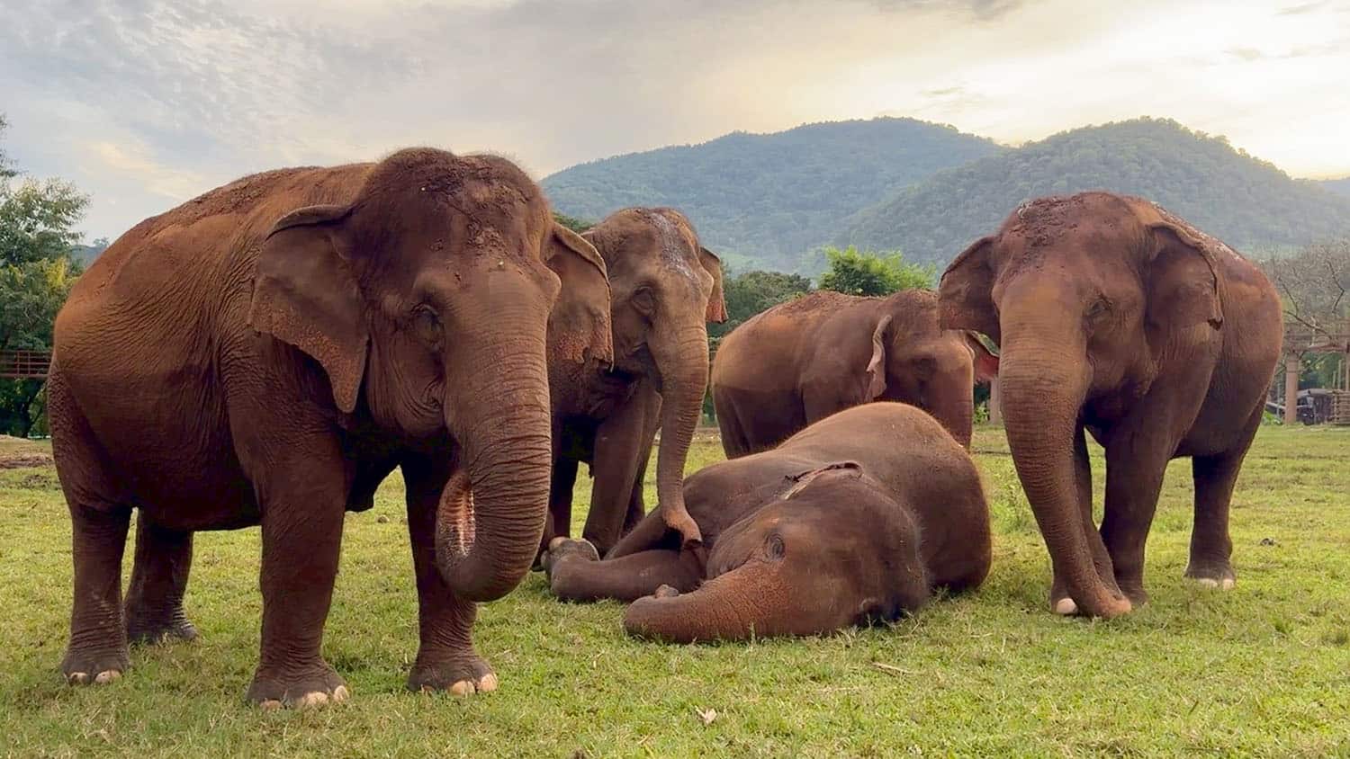 Elephant Sleep - A Sign of Trust