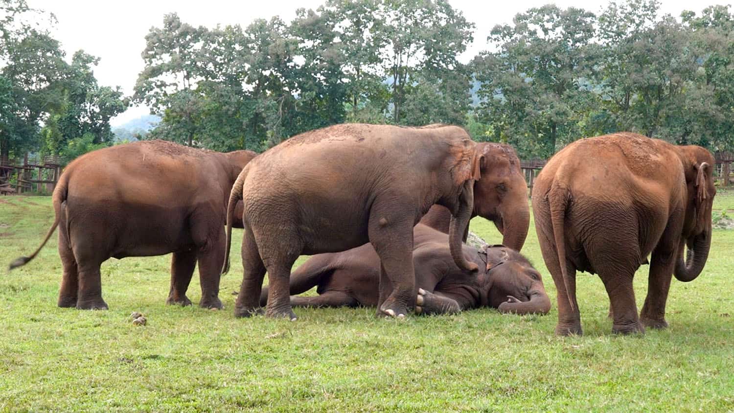 Elephant Sleep - A Sign of Trust