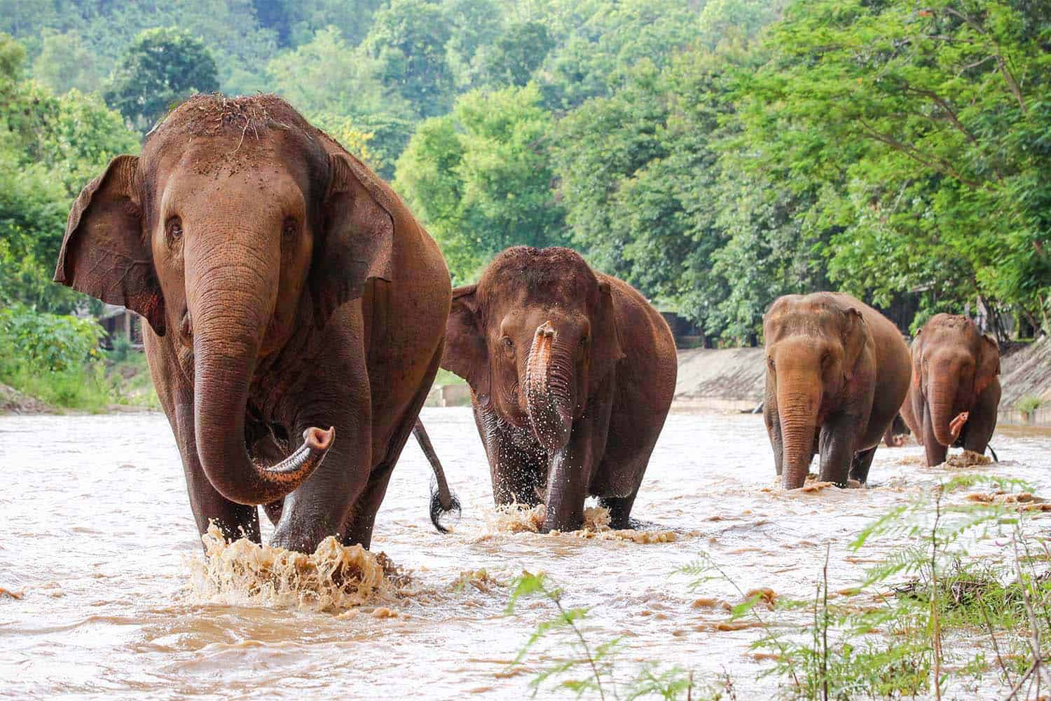 The Power of the Herd