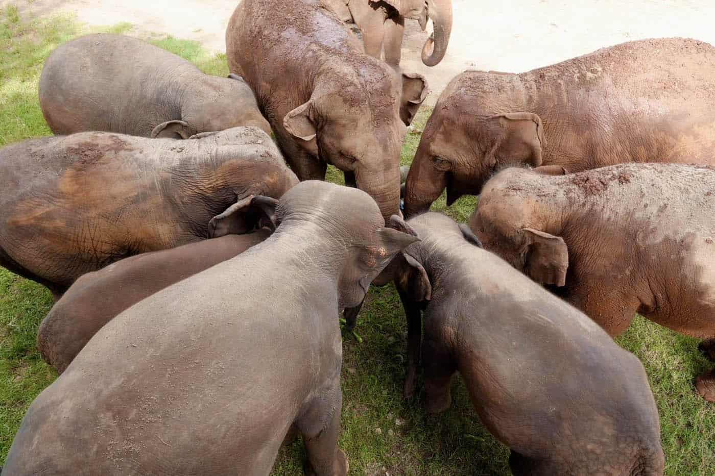 The Herd