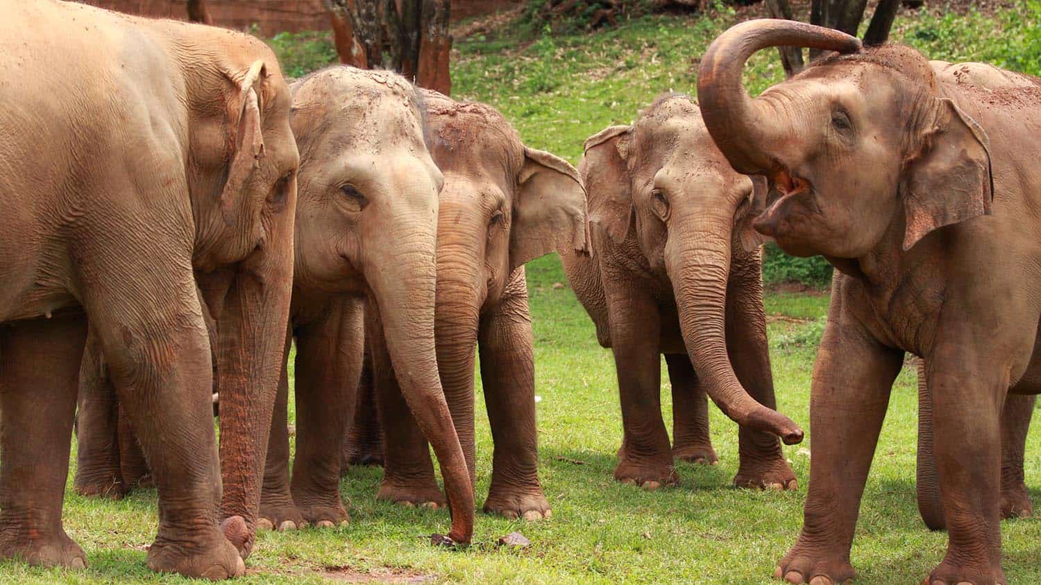 The Herd