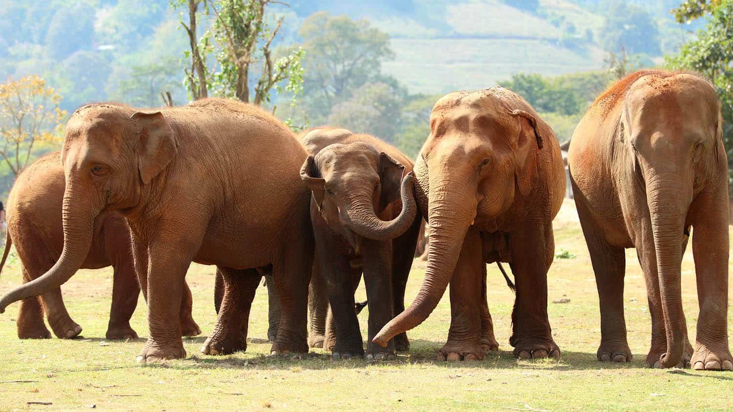 The Herd