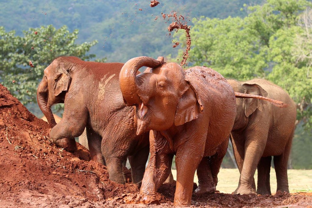 The Herd