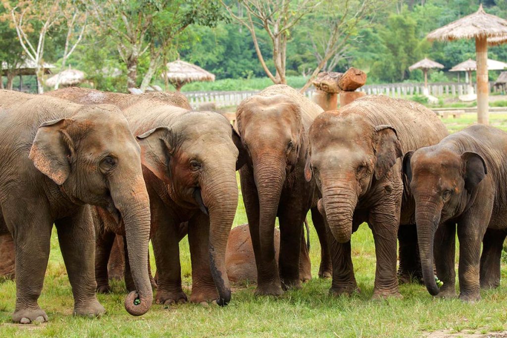 The Herd