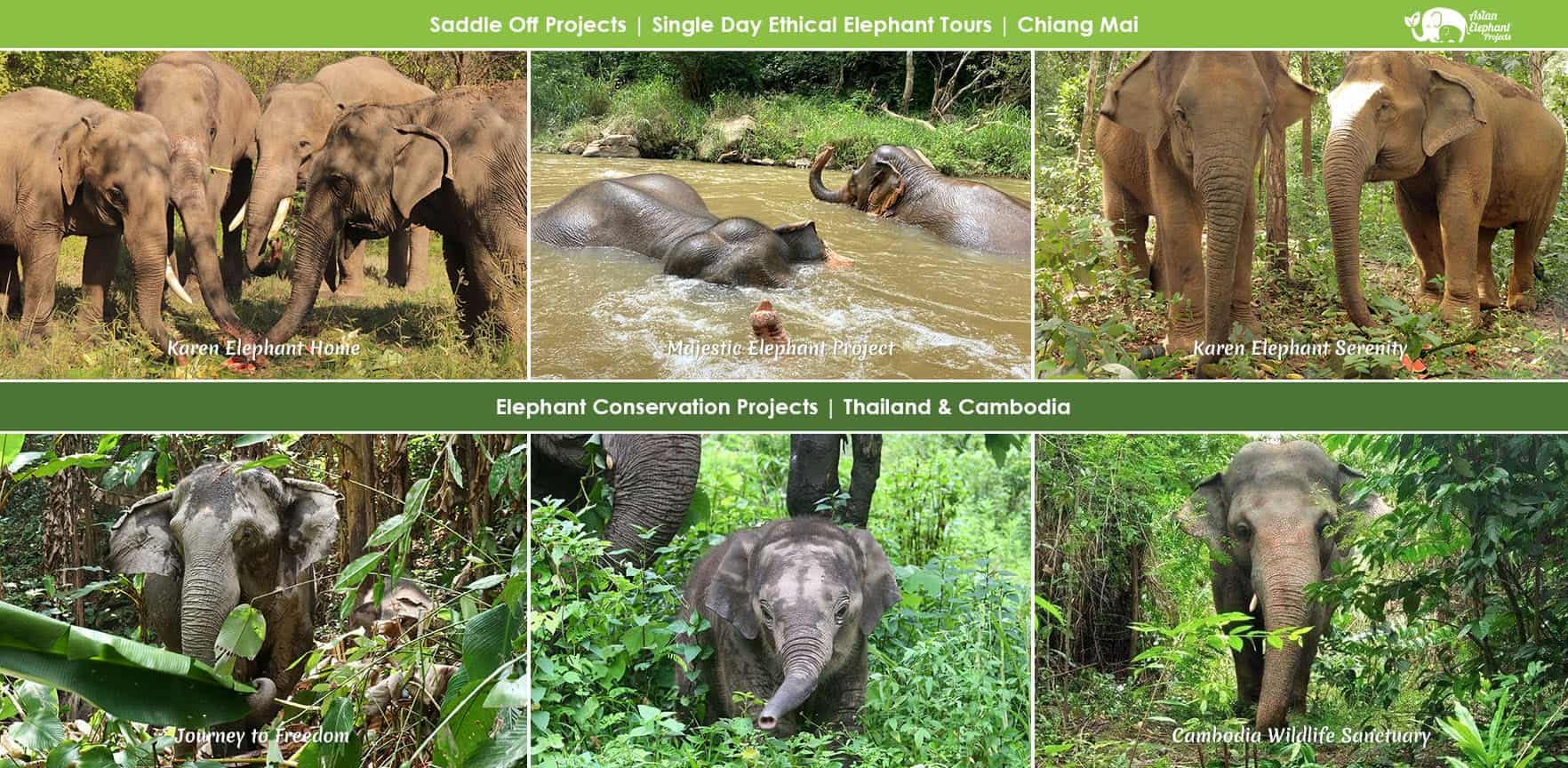 Visit Asian Elephant Projects Website