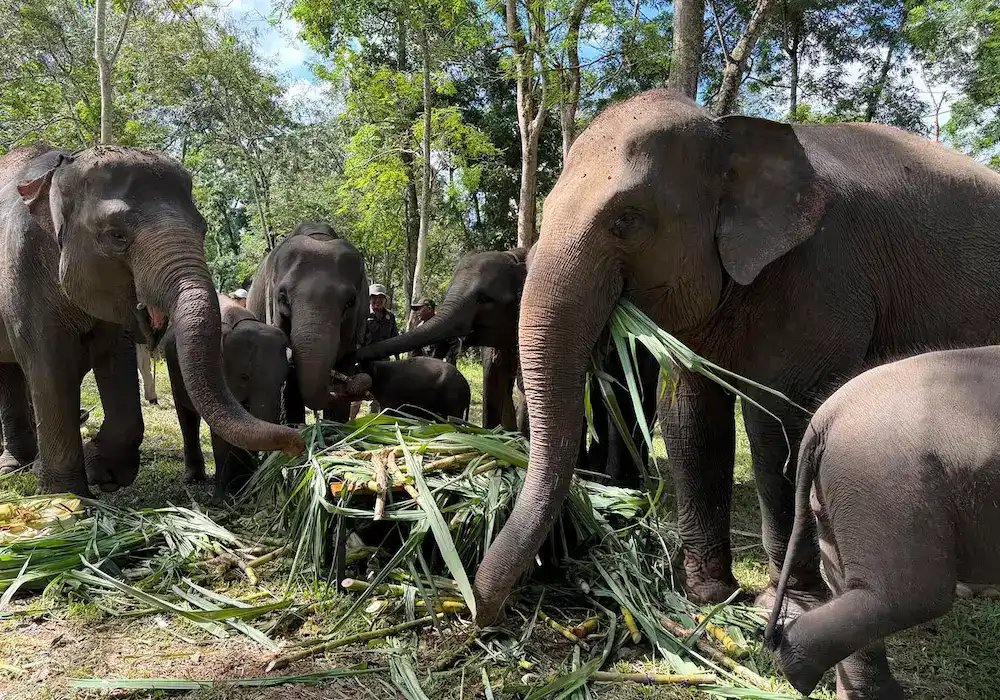 A Turning Point for Elephants in Indonesia